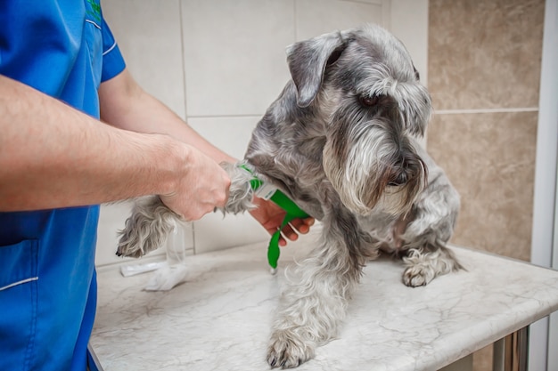 El veterinario está haciendo una jeringa para verificar si hay sangre