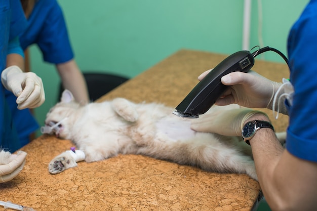 El veterinario está preparando a un gato afeitándole el estómago antes de la cirugía
