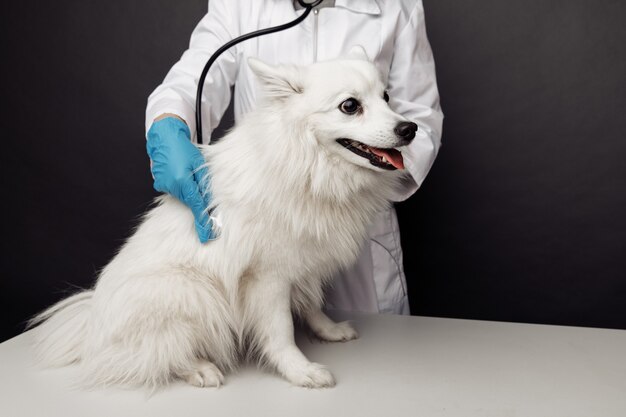 Veterinario con estetoscopio revisa al perro blanco sonriente en la mesa de la mesa veterinaria.