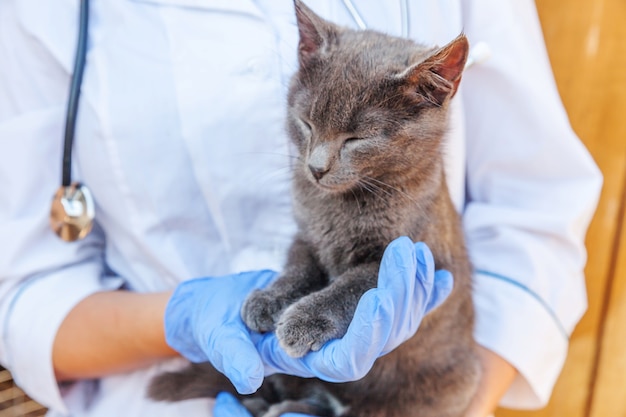 Veterinario con estetoscopio sosteniendo y examinando gatito gris.