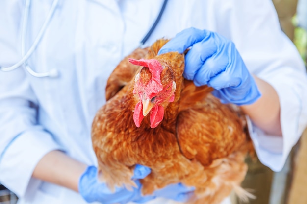 Veterinario con estetoscopio sosteniendo y examinando pollo en Rancho