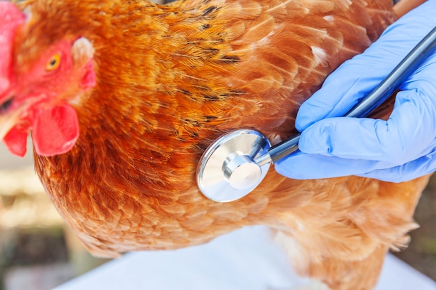 Foto veterinario con estetoscopio sosteniendo y examinando un pollo