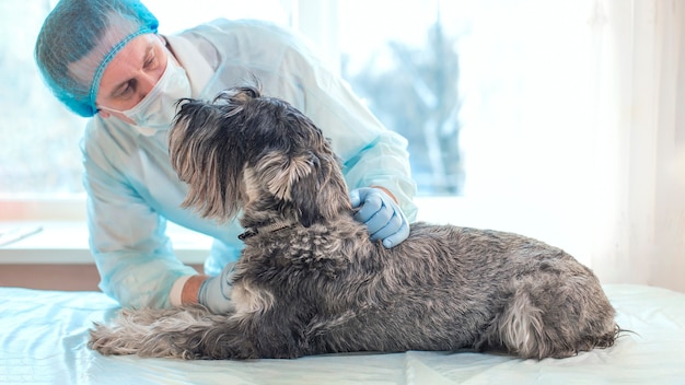 el veterinario examina un animal enfermo