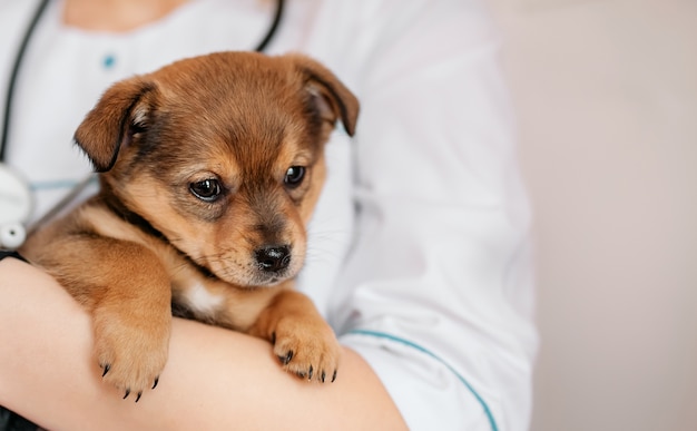 Veterinario examina a un cachorro en un hospital