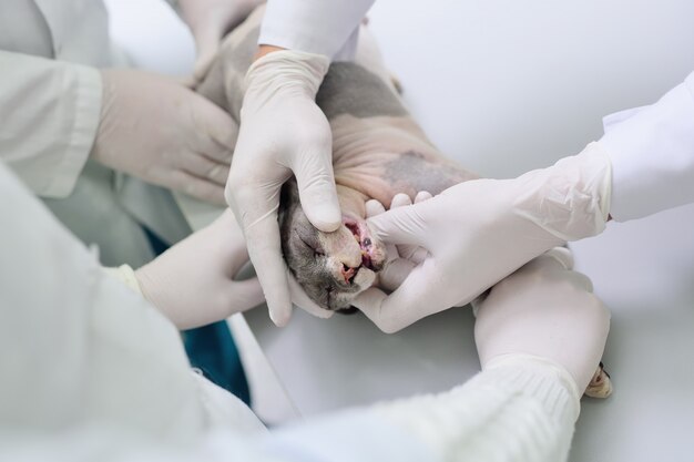 El veterinario examina los dientes del gato Sphynx.