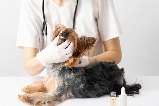 El veterinario examina los dientes de los perros.