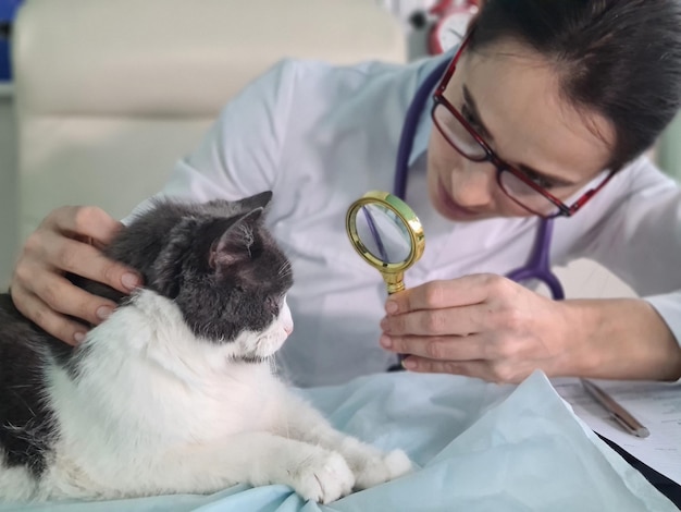 Veterinario examina con lupa a un gato ciego para cirugía ocular con láser