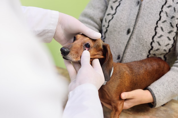 Veterinario examina los ojos de los animales domésticos.