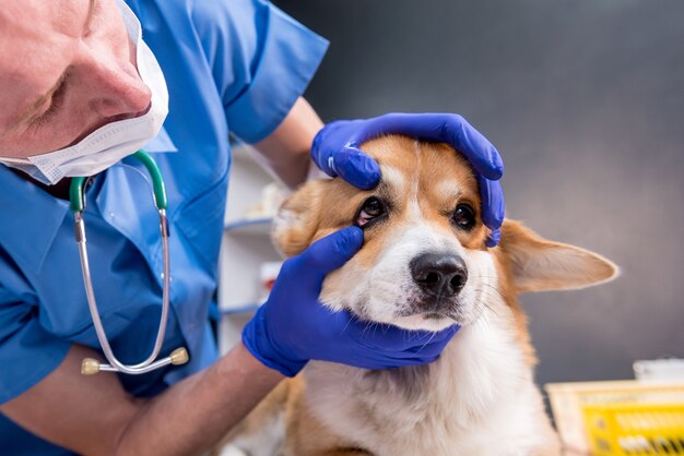 Veterinario examina los ojos de un perro corgi enfermo