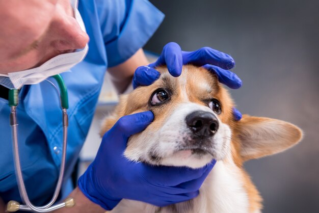 Veterinario examina los ojos de un perro corgi enfermo