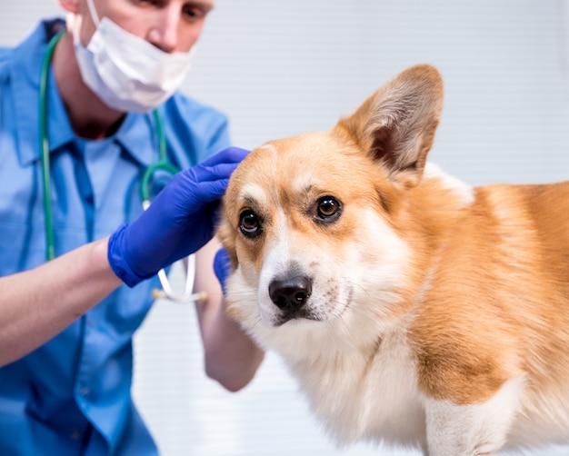 Veterinario examina las orejas de un perro corgi enfermo