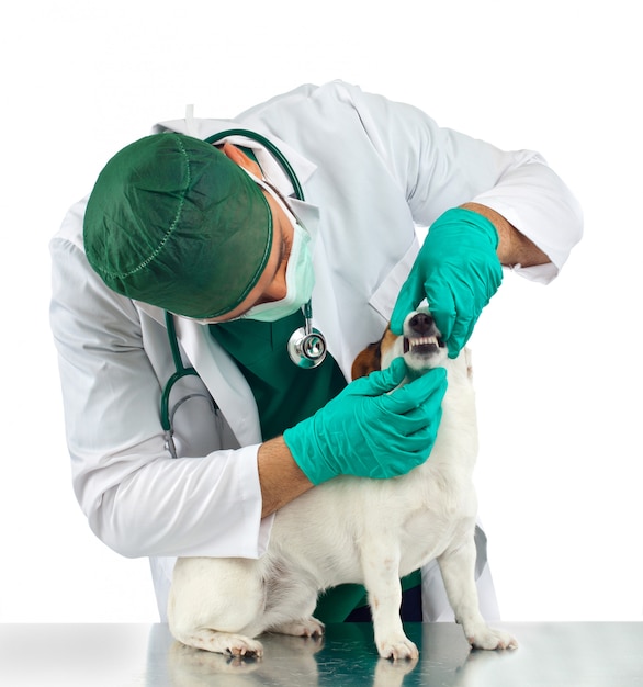 Veterinário examina os dentes do cão