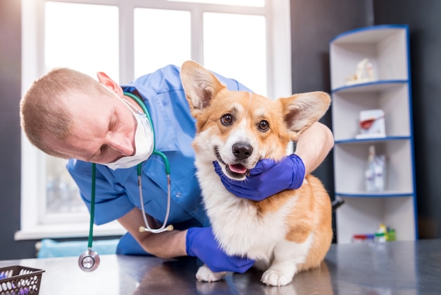 Veterinario examina las patas de un perro corgi enfermo