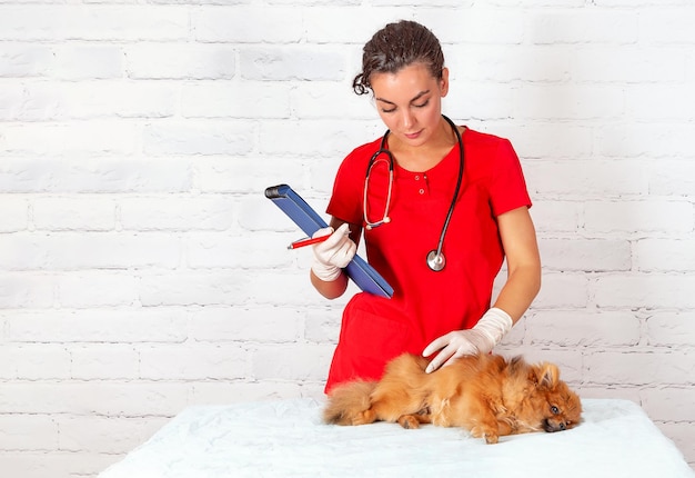 Un veterinario examina a un perro enfermo con un estetoscopio en la clínica