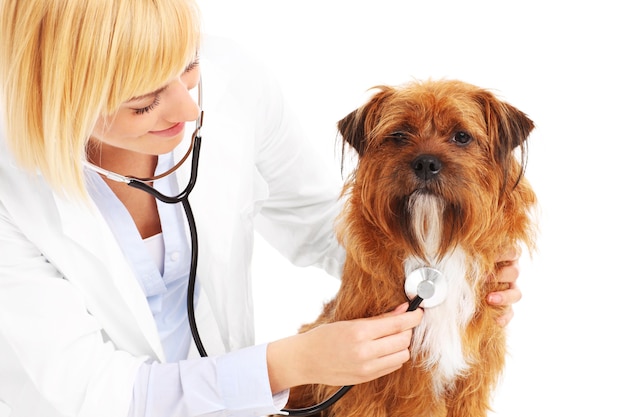 Un veterinario examina a un perro sobre fondo blanco.