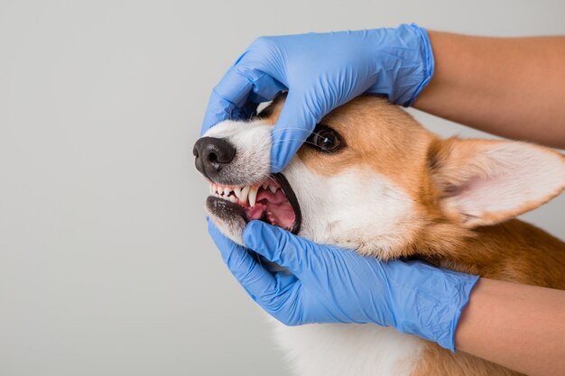 veterinário examina um cão Corgi em luvas médicas