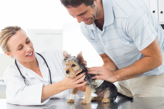 Veterinário examinando cachorrinho com o homem