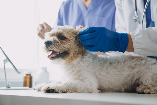 Veterinário examinando cachorro e gato Cachorrinho e gatinho no médico veterinário Clínica de animais Check-up e vacinação de animais de estimação Cuidados de saúde