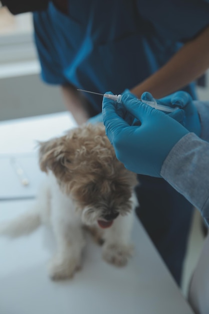 Veterinário examinando cachorro e gato Cachorrinho e gatinho no médico veterinário Clínica de animais Check-up e vacinação de animais de estimação Cuidados de saúde