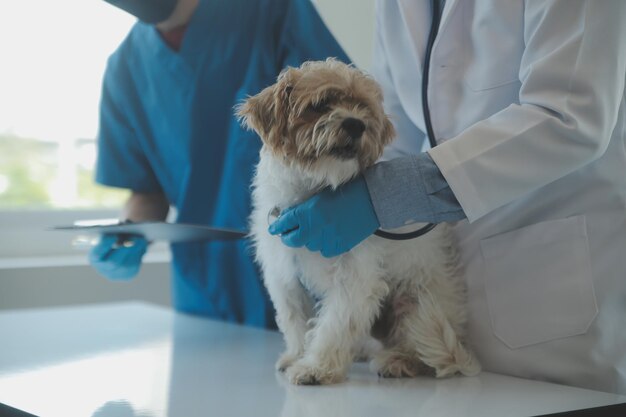 Veterinário examinando cachorro e gato Cachorrinho e gatinho no médico veterinário Clínica de animais Check-up e vacinação de animais de estimação Cuidados de saúde