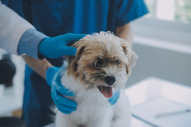 Veterinário examinando cachorro e gato Cachorrinho e gatinho no médico veterinário Clínica de animais Check-up e vacinação de animais de estimação Cuidados de saúde