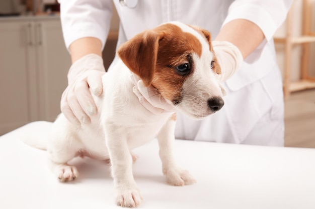 Foto veterinário examinando cachorro engraçado fofo na clínica