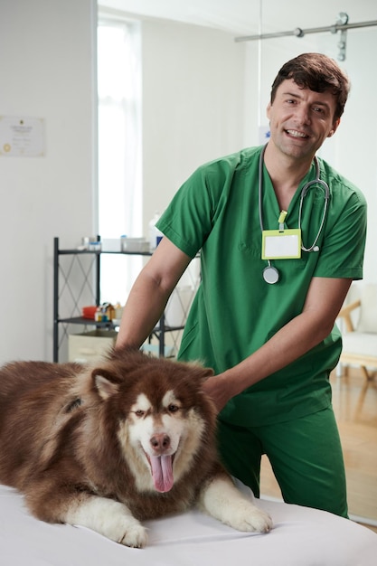 Veterinário examinando cão samoieda