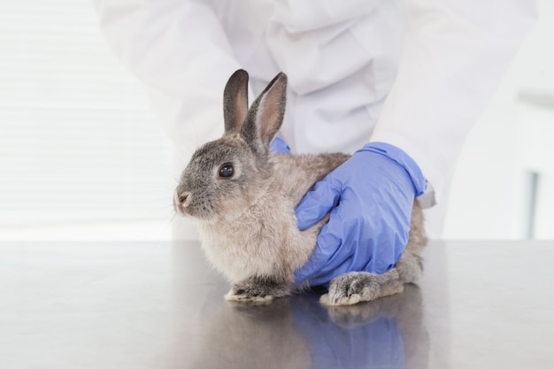 Veterinario examinando un conejito