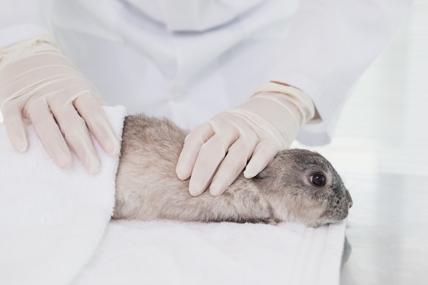 Foto veterinário examinando de perto um coelho