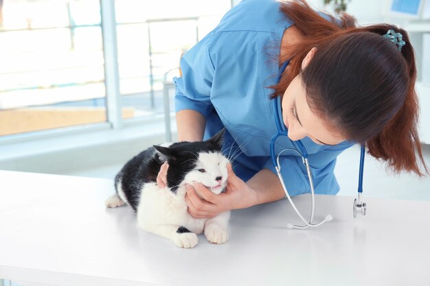 Veterinário examinando dentes de gato em clínica animal