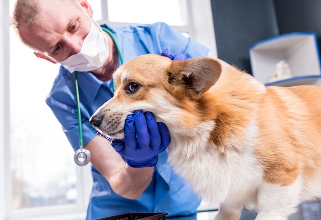 Veterinario examinando los dientes y la boca de un perro corgi enfermo