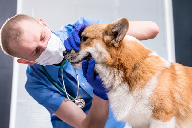 Veterinario examinando los dientes y la boca de un perro corgi enfermo