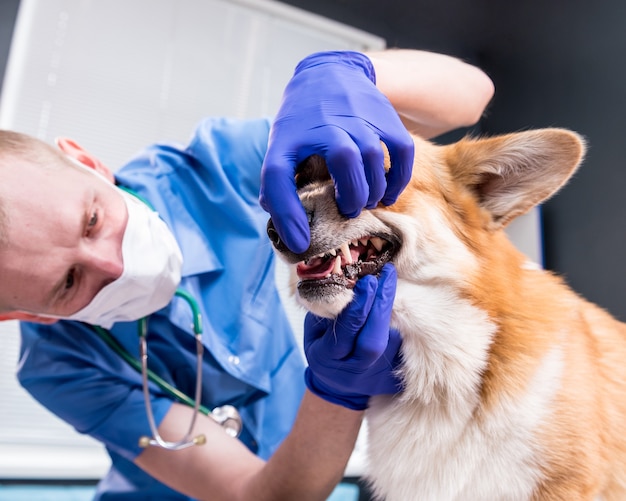 Veterinario examinando los dientes y la boca de un perro corgi enfermo