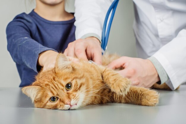 Veterinario examinando a un gatito en un hospital veterinario