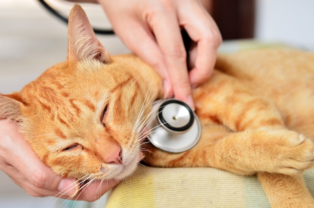 Veterinario examinando un gatito