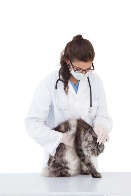 Veterinario examinando un gato gris