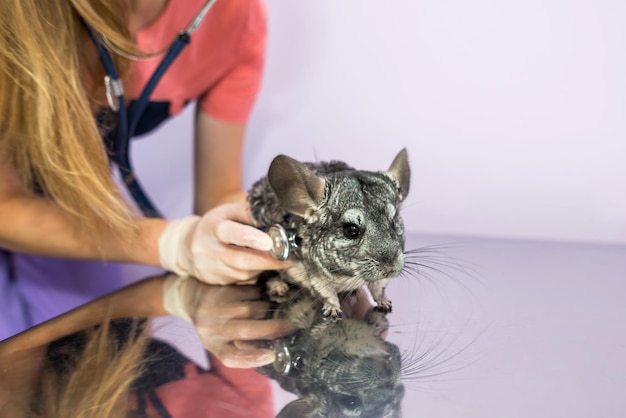 Veterinario examinando linda chinchilla con estetoscopio concepto de cuidado de mascotas Linda chinchilla en la clínica veterinaria