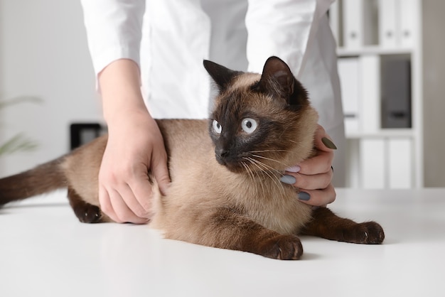 Veterinario examinando lindo gato en clínica