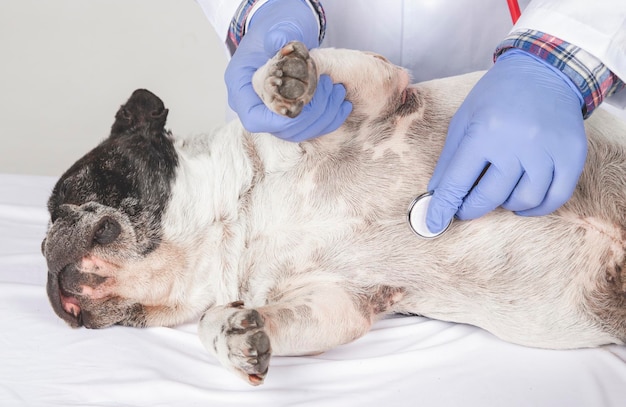 Foto veterinario examinando lindo perro sobre fondo blanco.