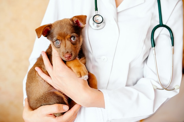 Veterinario examinando un lindo perro