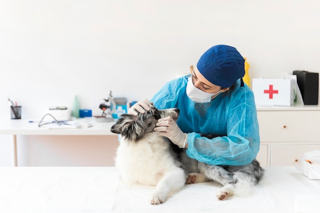 Foto veterinário examinando o cão na clínica