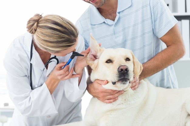 Veterinario examinando oreja de perro con dueño