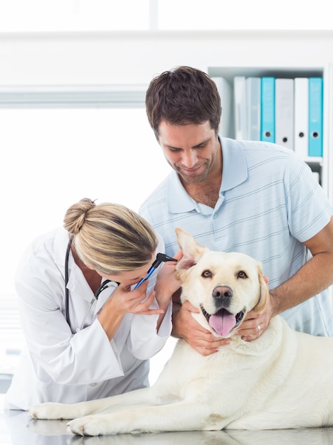 Veterinario examinando oreja de perro