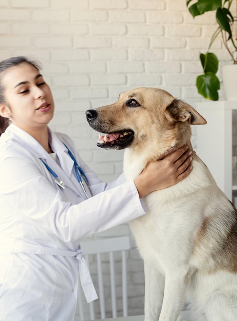 Veterinario examinando perro. Cachorro en médico veterinario. clínica de animales. Control y vacunación de mascotas. Cuidado de la salud.
