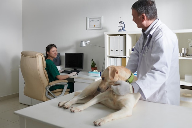 Veterinario examinando perro labrador retriever