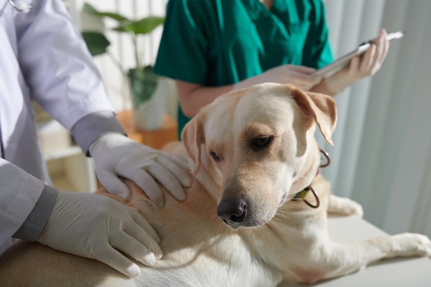 Veterinario examinando perro labrador