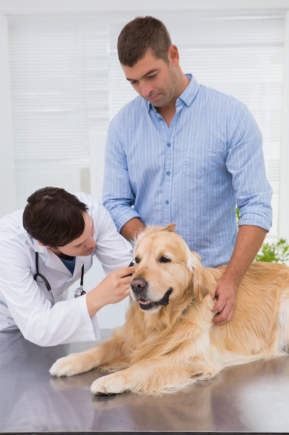 Veterinario examinando a un perro con su dueño.