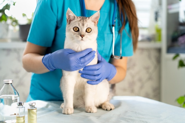 Veterinario examinando perros y gatos. Cachorro y gatito al médico veterinario. Control de mascotas y vacunación.