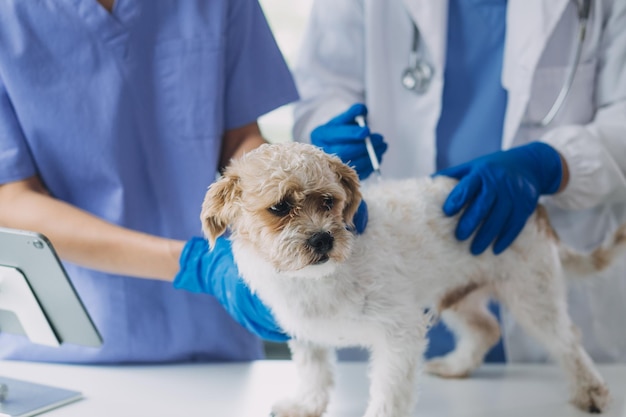 Veterinario examinando perros y gatos Cachorro y gatito en el médico veterinario Clínica de animales Chequeo de mascotas y vacunación Cuidado de la salud