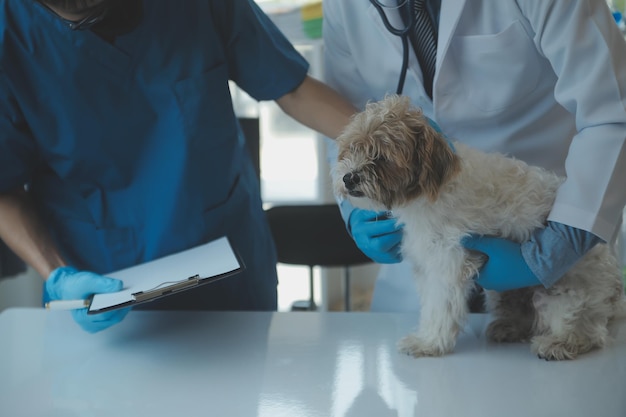 Veterinario examinando perros y gatos Cachorro y gatito en el médico veterinario Clínica de animales Chequeo de mascotas y vacunación Cuidado de la salud